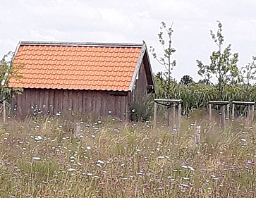 Steinkauz in Feldhausen