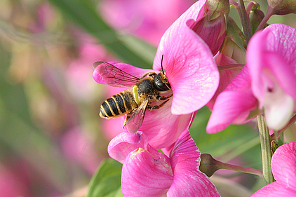 Platterbsen-Mörtelbiene (Megachile ericetorum) an Stauden-Wicke (Foto: V. Fockenberg)