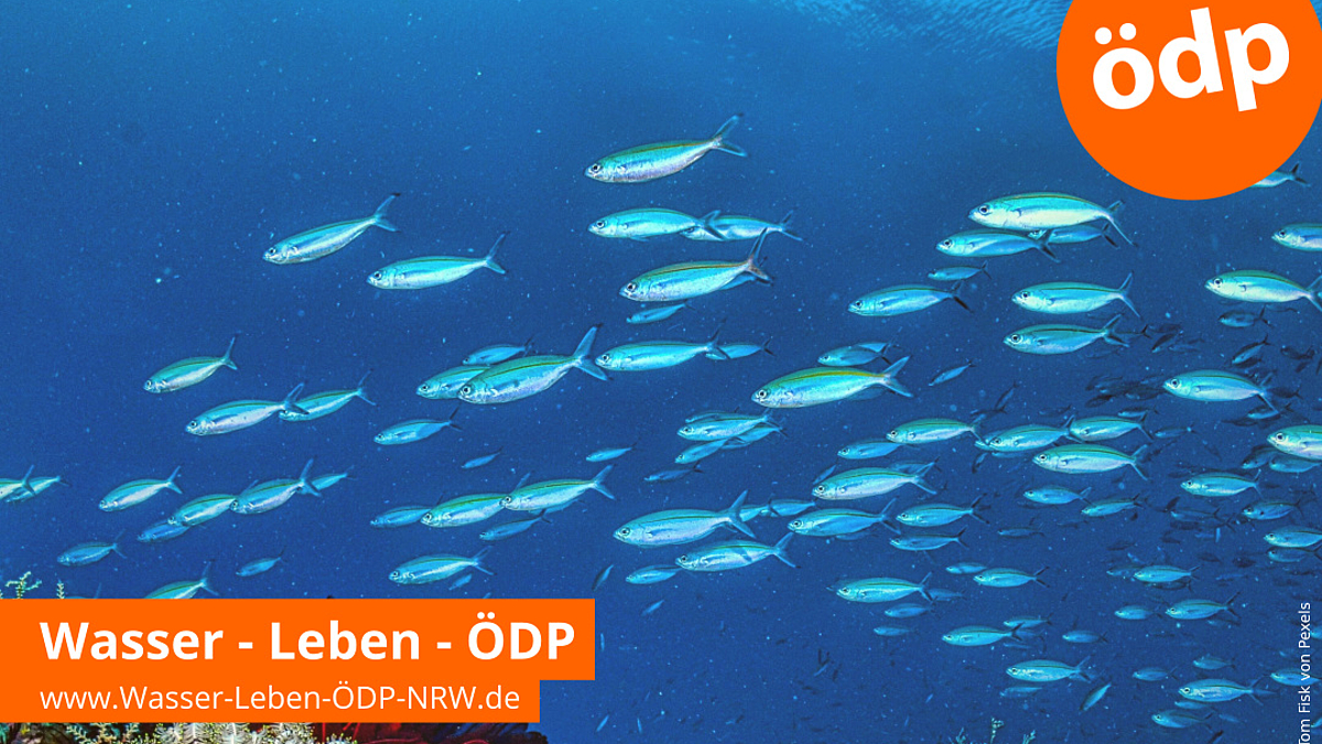 Das Bild zeigt einen Schwarm Fische über einem Riff. Rechts oben ist das Parteilogo der ÖDP zusehen. Links unten der Schriftzug Wasser-Leben-ÖDP-NRW.