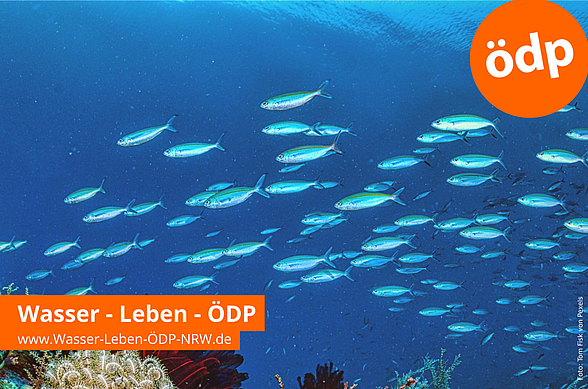 Das Bild zeigt einen Schwarm Fische über einem Riff. Rechts oben ist das Parteilogo der ÖDP zusehen. Links unten der Schriftzug Wasser-Leben-ÖDP-NRW.